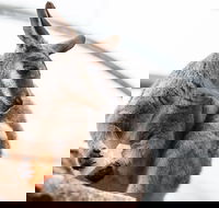 Sydney Shore Excursion WILD LIFE Sydney Entrance Ticket - Darwin Holiday