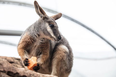 Sydney Shore Excursion: WILD LIFE Sydney Entrance Ticket - Darwin Holiday 0