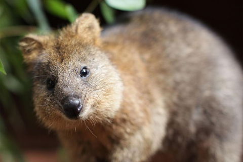 Sydney Shore Excursion: WILD LIFE Sydney Entrance Ticket - Darwin Holiday 7