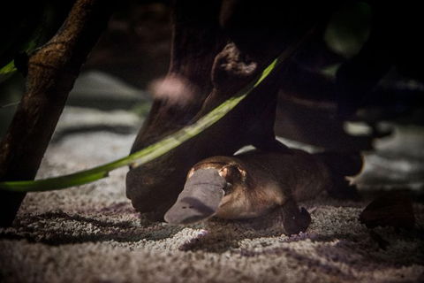 Sydney Shore Excursion: WILD LIFE Sydney Entrance Ticket - Darwin Holiday 4
