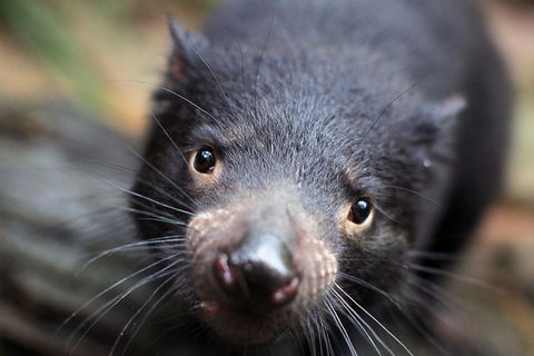 Sydney Shore Excursion: WILD LIFE Sydney Entrance Ticket - Darwin Holiday 5