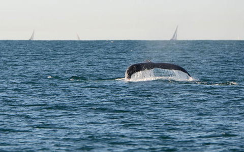 Sydney Eco Whale Watching Small Group Cruise - Darwin Holiday 5