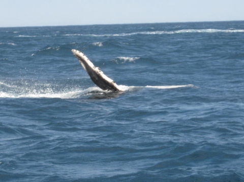 Sydney Eco Whale Watching Small Group Cruise - Darwin Holiday 2