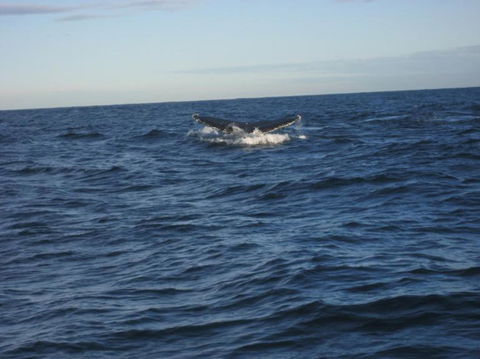 Sydney Eco Whale Watching Small Group Cruise - Darwin Holiday 16