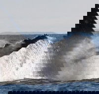 Sydney Eco Whale Watching Small Group Cruise - Darwin Holiday