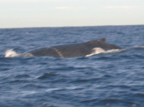 Sydney Eco Whale Watching Small Group Cruise - Darwin Holiday 17