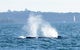 Sydney Eco Whale Watching Small Group Cruise - thumb 4