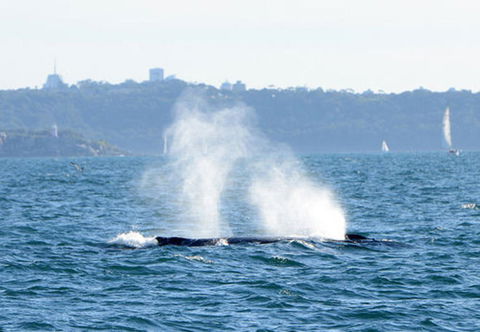Sydney Eco Whale Watching Small Group Cruise - Darwin Holiday 4