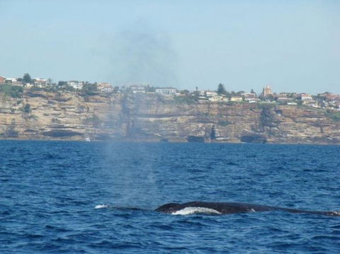 Sydney Eco Whale Watching Small Group Cruise - Darwin Holiday 13
