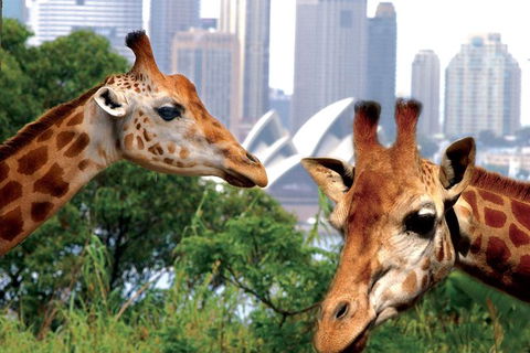 Sydney Harbour Ferry With Taronga Zoo Entry Ticket And Whale Watching Cruise - Darwin Holiday 1