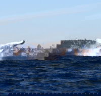 Sydney Harbour Ferry with Taronga Zoo Entry ticket and Whale Watching Cruise - Darwin Holiday