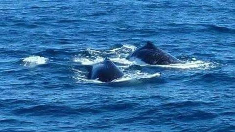 Sydney Whale-Watching Cruise - Darwin Holiday 2