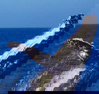 Sydney Whale-Watching Cruise - Darwin Holiday