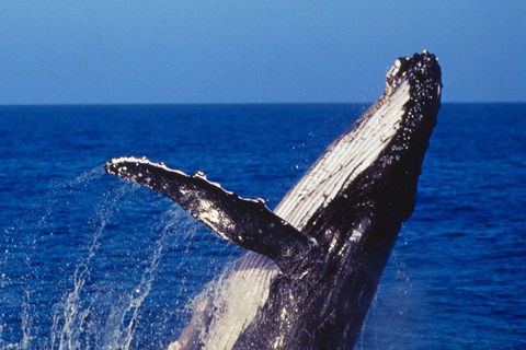 Sydney Whale-Watching Cruise - Darwin Holiday 0