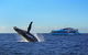 Sydney Whale-Watching Cruise - thumb 8