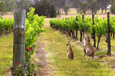 Hunter Valley Private Tour | The Ultimate Food & Wine Trail | Depart From Sydney - Darwin Holiday 6