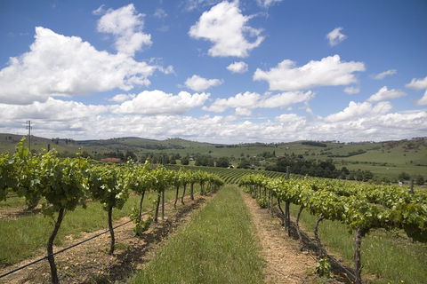 Hunter Valley Wine Tour From Sydney Incl Lunch, Cheese, Chocolate And Distillery - Darwin Holiday 30