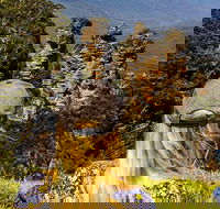 Sunset Blue Mountains Wilderness  Wildlife Tour Without the Crowds - Darwin Holiday