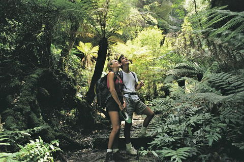 Sunset Blue Mountains Wilderness & Wildlife Tour (Without The Crowds) - Darwin Holiday 6