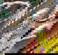 Wildlife Waterfalls and Wine Day Tour from Sydney - Darwin Holiday