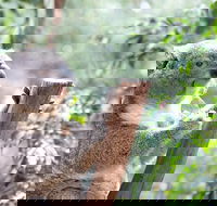 Blue Mountains Luxury Small Group Touring Experience - With Rides - Darwin Holiday