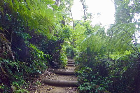 Byron Bay Surfing Lesson And Mount Warning Sunrise Climb Including Overnight Camping And BBQ Dinner - Darwin Holiday 8