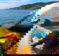 Byron Bay Combo Hinterland Tour Including Minyon Falls and Kayaking with Dolphins - Darwin Holiday