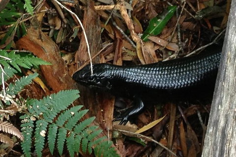 Byron Bay Combo: Hinterland Tour Including Minyon Falls And Kayaking With Dolphins - Darwin Holiday 3