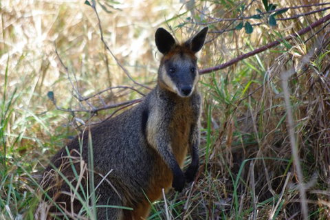 Byron Bay Combo: Hinterland Tour Including Minyon Falls And Kayaking With Dolphins - Darwin Holiday 10