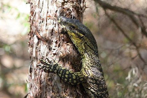 Byron Bay Combo: Hinterland Tour Including Minyon Falls And Kayaking With Dolphins - Darwin Holiday 6