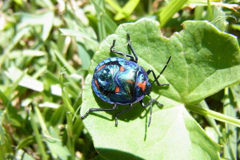 Byron Bay Combo: Hinterland Tour Including Minyon Falls And Kayaking With Dolphins - Darwin Holiday 19