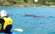 Byron Bay Combo: Hinterland Tour Including Minyon Falls And Kayaking With Dolphins - thumb 12