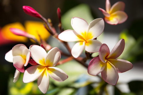 Byron Bay Combo: Hinterland Tour Including Minyon Falls And Kayaking With Dolphins - Darwin Holiday 9