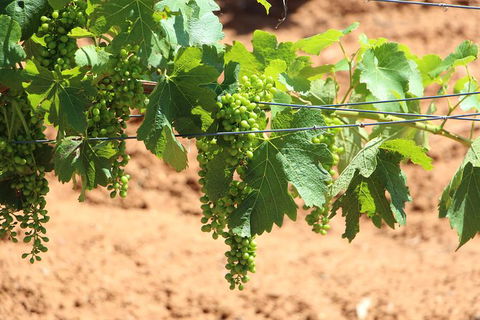 Hunter Valley Private Tour Including Wine, Chocolate, Cheese, Vodka, Gin Tasting - Darwin Holiday 12