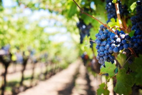 Hunter Valley Private Tour Including Wine, Chocolate, Cheese, Vodka, Gin Tasting - Darwin Holiday 18