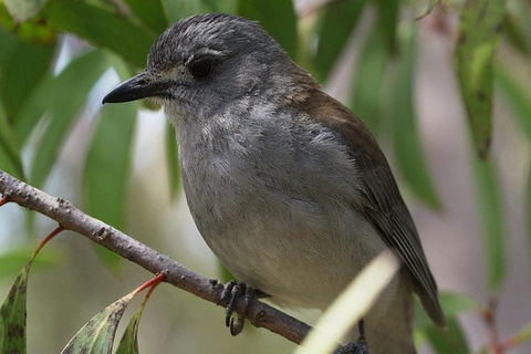 Inside The Greater Blue Mountains World Heritage - A Private Wildlife Safari Overnight - Darwin Holiday 27