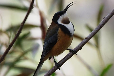 Inside The Greater Blue Mountains World Heritage - A Private Wildlife Safari Overnight - Darwin Holiday 43