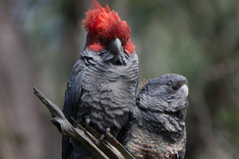 Inside The Greater Blue Mountains World Heritage - A Private Wildlife Safari Overnight - Darwin Holiday 35