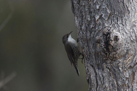Inside The Greater Blue Mountains World Heritage - A Private Wildlife Safari Overnight - Darwin Holiday 10