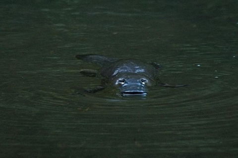 Inside The Greater Blue Mountains World Heritage - A Private Wildlife Safari Overnight - Darwin Holiday 22