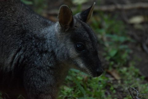 Inside The Greater Blue Mountains World Heritage - A Private Wildlife Safari Overnight - Darwin Holiday 13