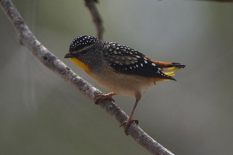 Inside The Greater Blue Mountains World Heritage - A Private Wildlife Safari Overnight - Darwin Holiday 40