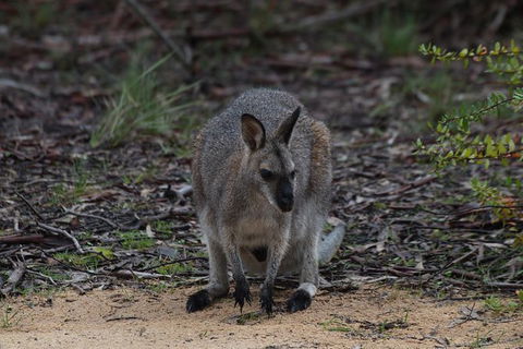 Inside The Greater Blue Mountains World Heritage - A Private Wildlife Safari Overnight - Darwin Holiday 29
