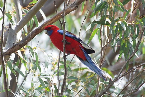 Inside The Greater Blue Mountains World Heritage - A Private Wildlife Safari Overnight - Darwin Holiday 36