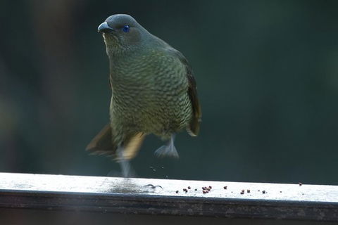 Inside The Greater Blue Mountains World Heritage - A Private Wildlife Safari Overnight - Darwin Holiday 37