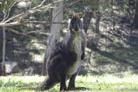 Inside The Greater Blue Mountains World Heritage - A Private Wildlife Safari Overnight - Darwin Holiday 16