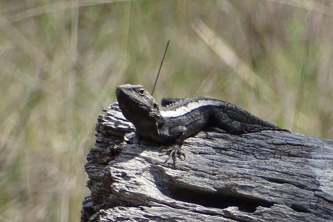 Inside The Greater Blue Mountains World Heritage - A Private Wildlife Safari Overnight - Darwin Holiday 26