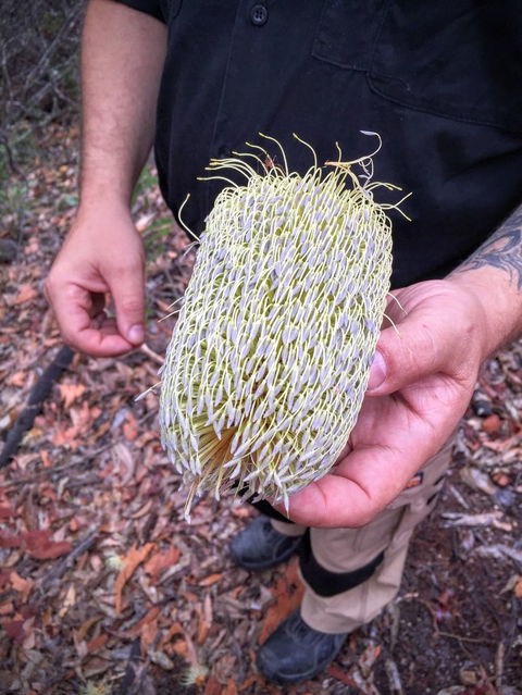 Private Blue Mountains Day Trip By 4WD From Sydney Or The Blue Mountains - Darwin Holiday 13