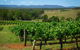 Private Luxury Tour: Hunter Valley Wineries With Cheese, Chocolate, Gourmet Food - thumb 1