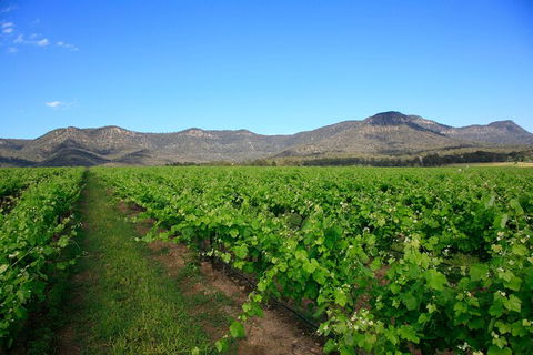 Private Luxury Tour: Hunter Valley Wineries With Cheese, Chocolate, Gourmet Food - Darwin Holiday 3